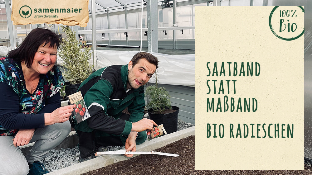 Samen Maier Herbe à Chat Bio, 1 sachet - Bloomling Suisse