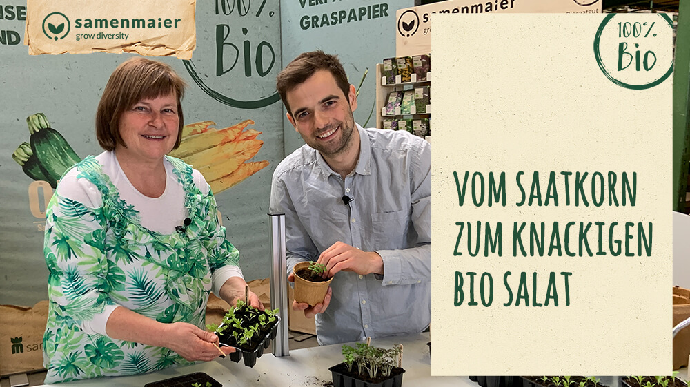 Samen Maier Herbe à Chat Bio, 1 sachet - Boutique en ligne From Austria