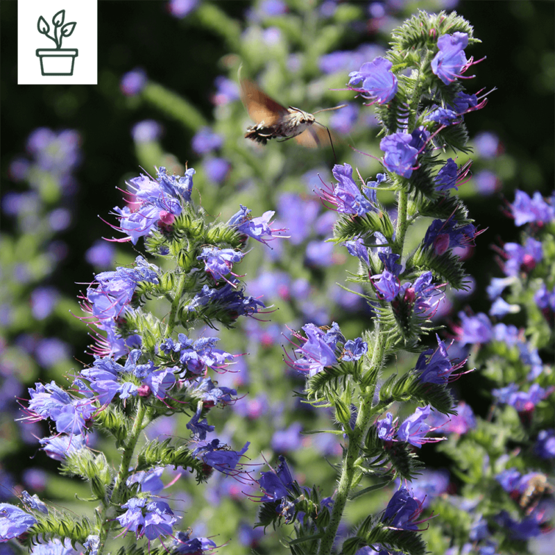 BIO Gewöhnlicher Natternkopf – Echium vulgare (im Topf)