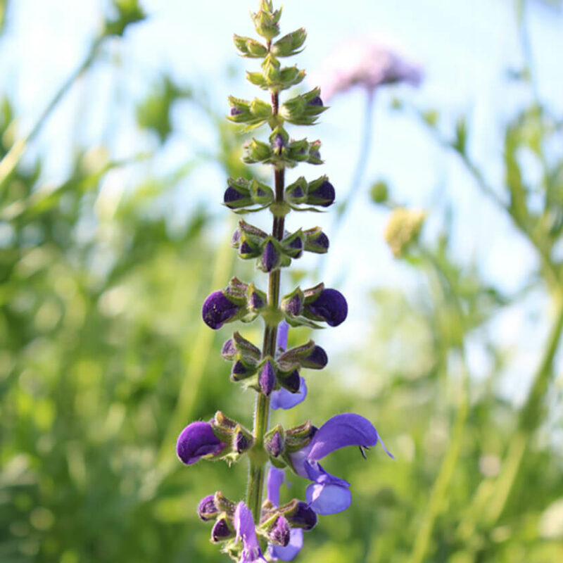 BIO Wiesen-Salbei – Salvia pratensis (im Topf) – Bild 2