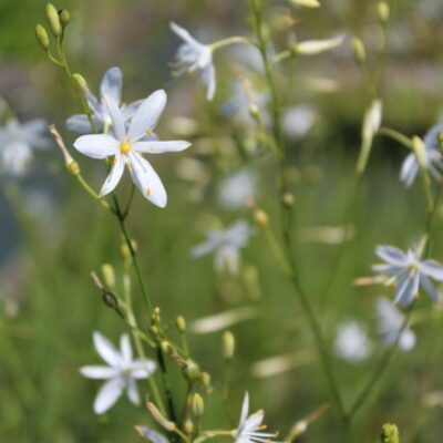 BIO Ästige Graslilie – Anthericum ramosum (im Topf)