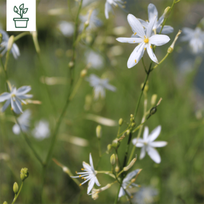 BIO Ästige Graslilie – Anthericum ramosum (im Topf)