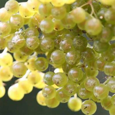 Bio-Edelholunder „Albida“