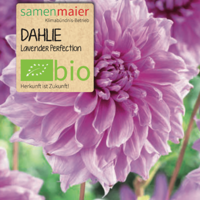 BIO Dahlie Lavender Perfection