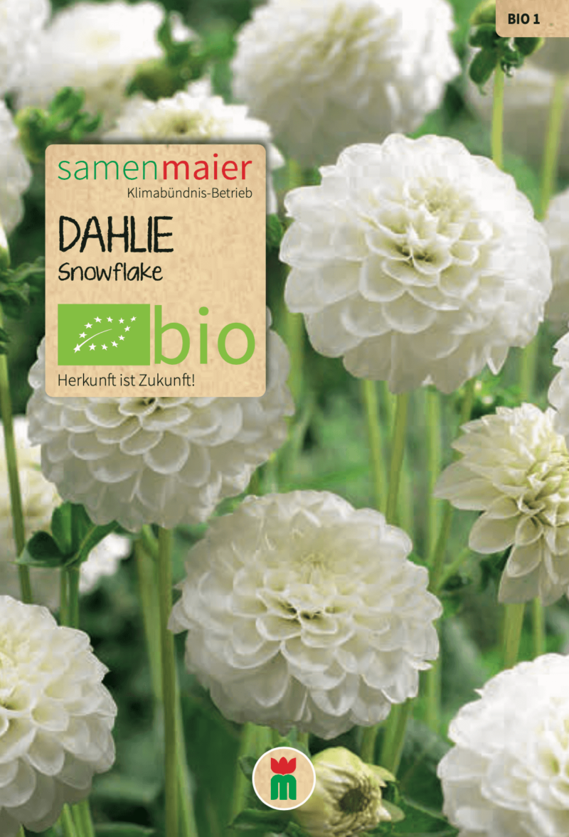 BIO Frühlingsaktionspaket Dahlien – Bild 7