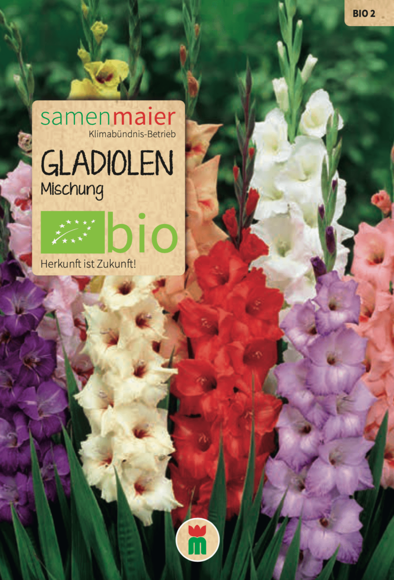 Bio Gladiolen Mischung 1