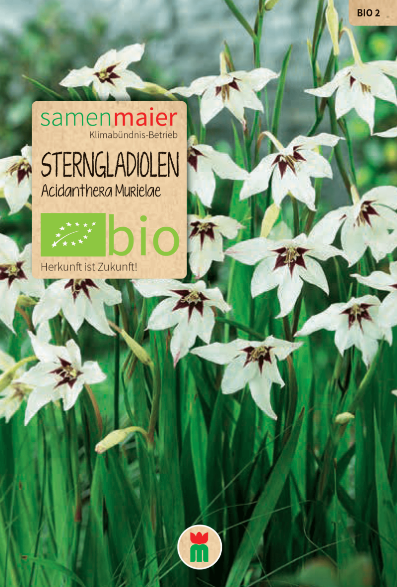 Bio Sterngladiolen Acidanthera Murielae