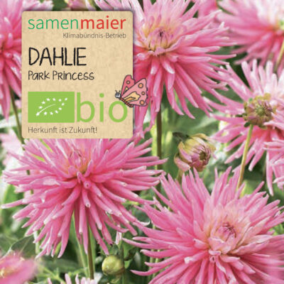 BIO Dahlie Park Princess