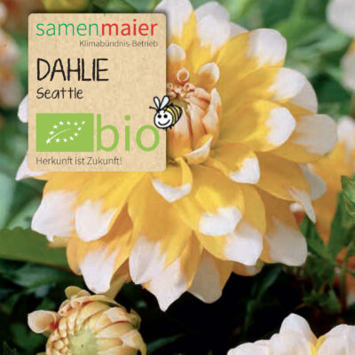 BIO Dahlie Seattle