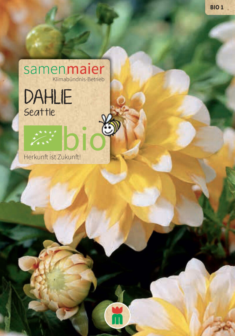 BIO Frühlingsaktionspaket Dahlien – Bild 6