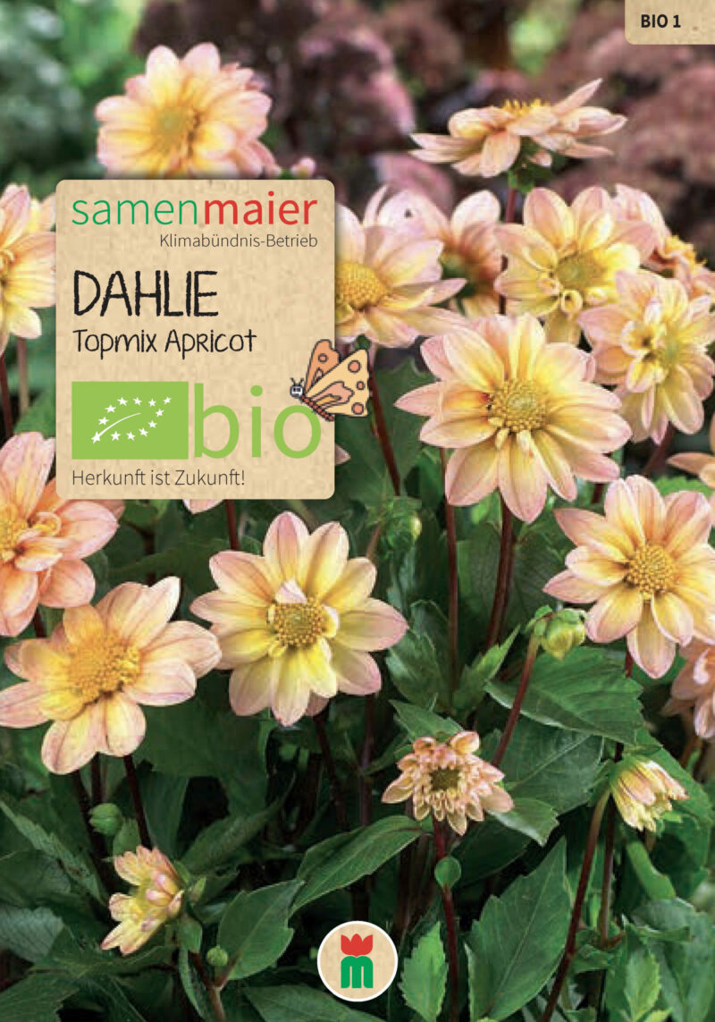 BIO Dahlie Topmix Apricot