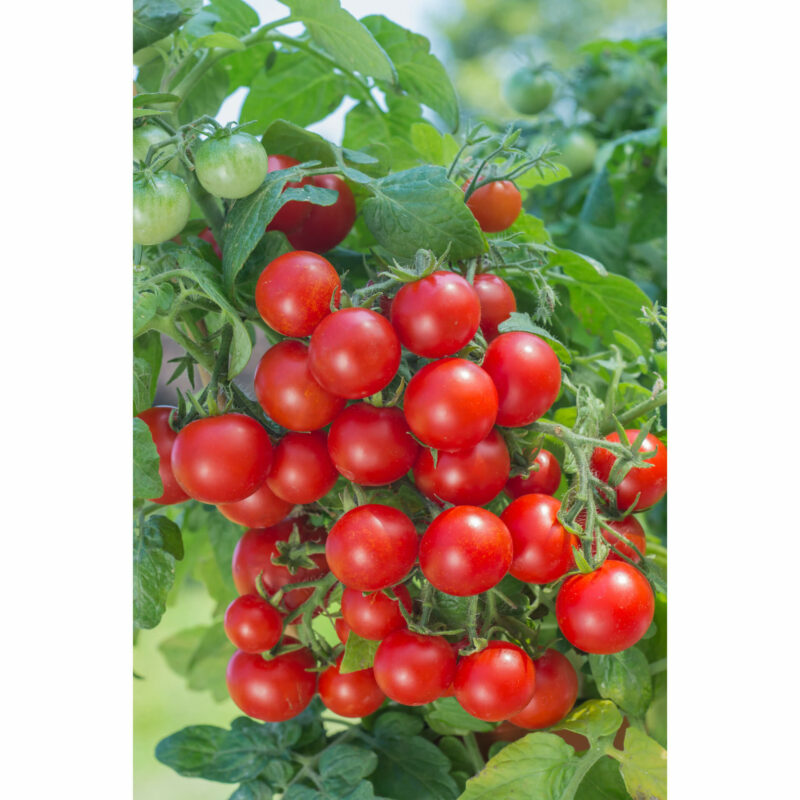 Bio-Salattomate „Balkonstar“ – Bild 3