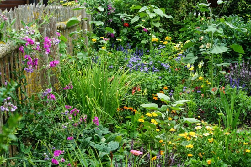 BIO AUSTRIA Bauerngarten Blumenmischung 250 g – Bild 3