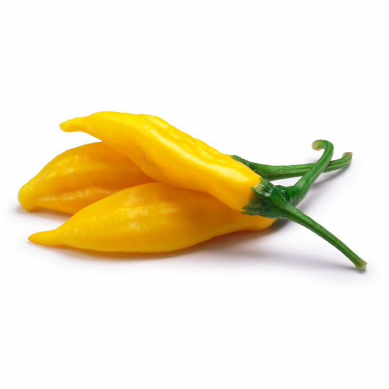 Bio-Chili „Lemon Drop“ – Bild 3