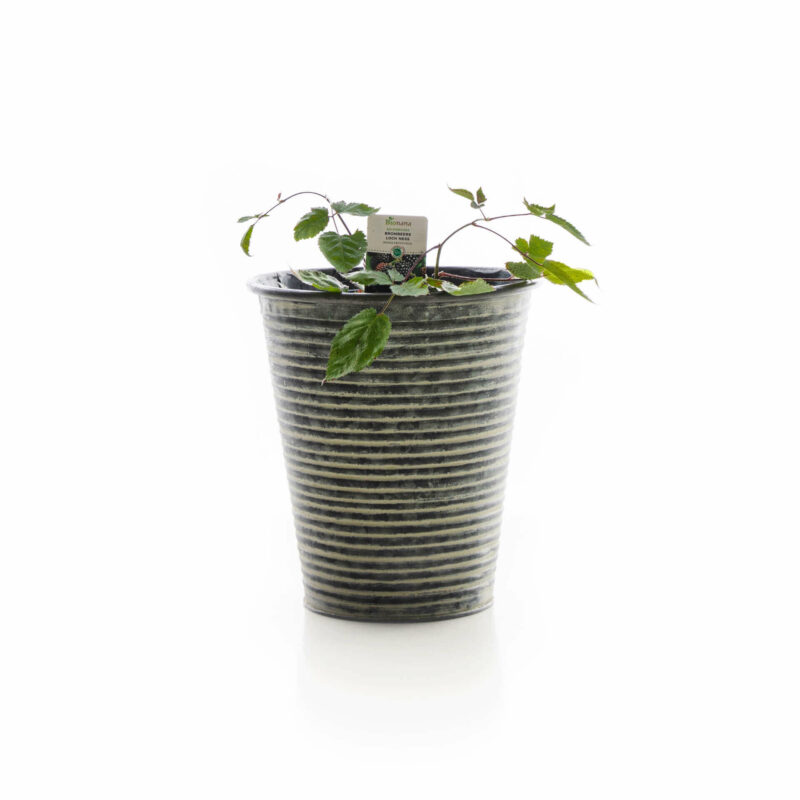 Bio-Brombeere „Loch Ness“ – Bild 2