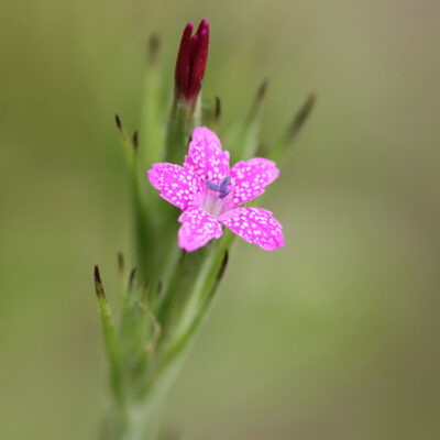 BIO Büschel-Nelke – Dianthus armeria (im Topf)