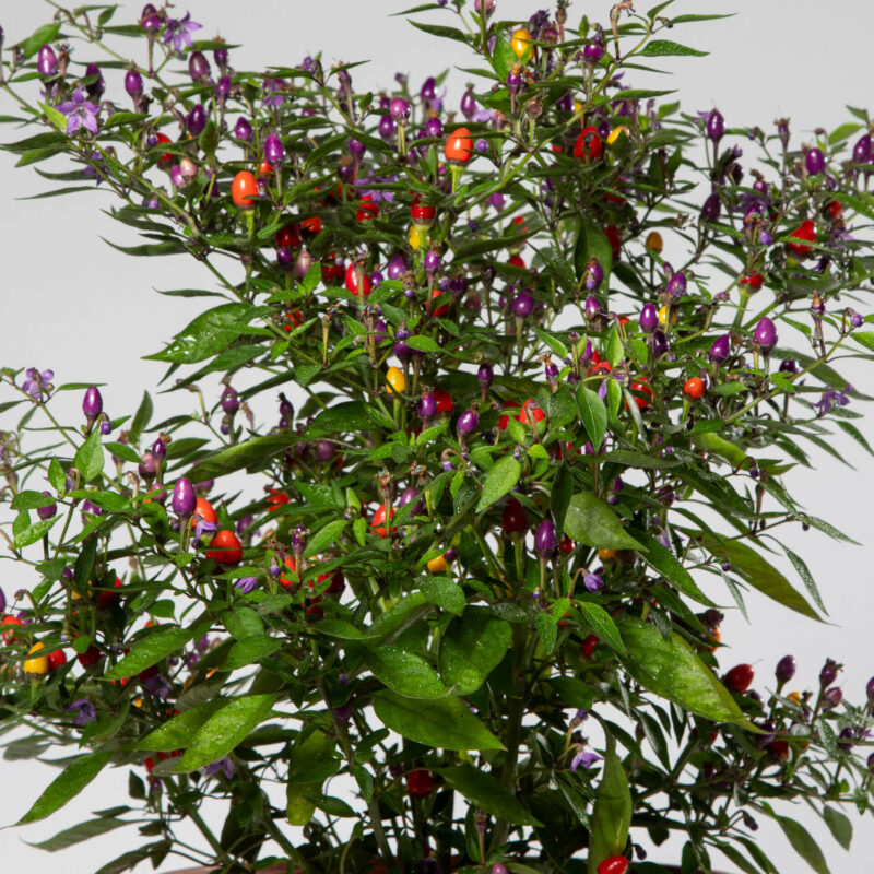 Bio-Chili „Bolivian Rainbow“ – Bild 3