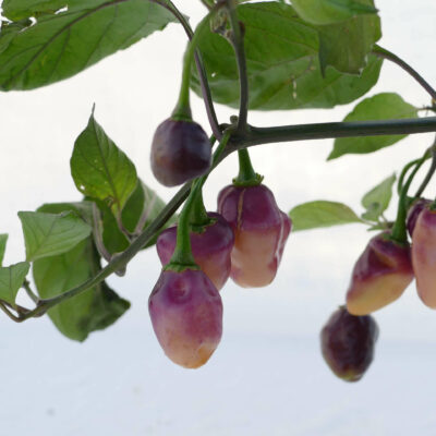 Bio-Chili „Fidalgo Roxa“