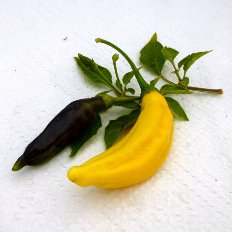 Bio-Chili „Lemon Drop“ – Bild 4