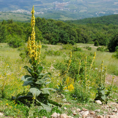 BIO Echte Königskerze – Verbascum thapsus (im Topf)