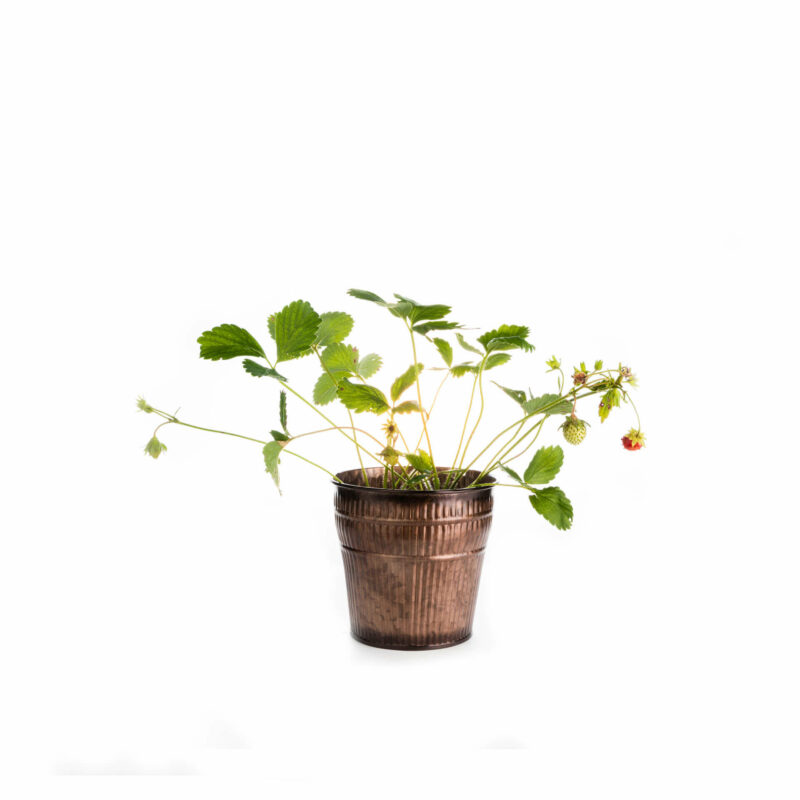 Bio-Erdbeere „Vima Zanta“ – Bild 3