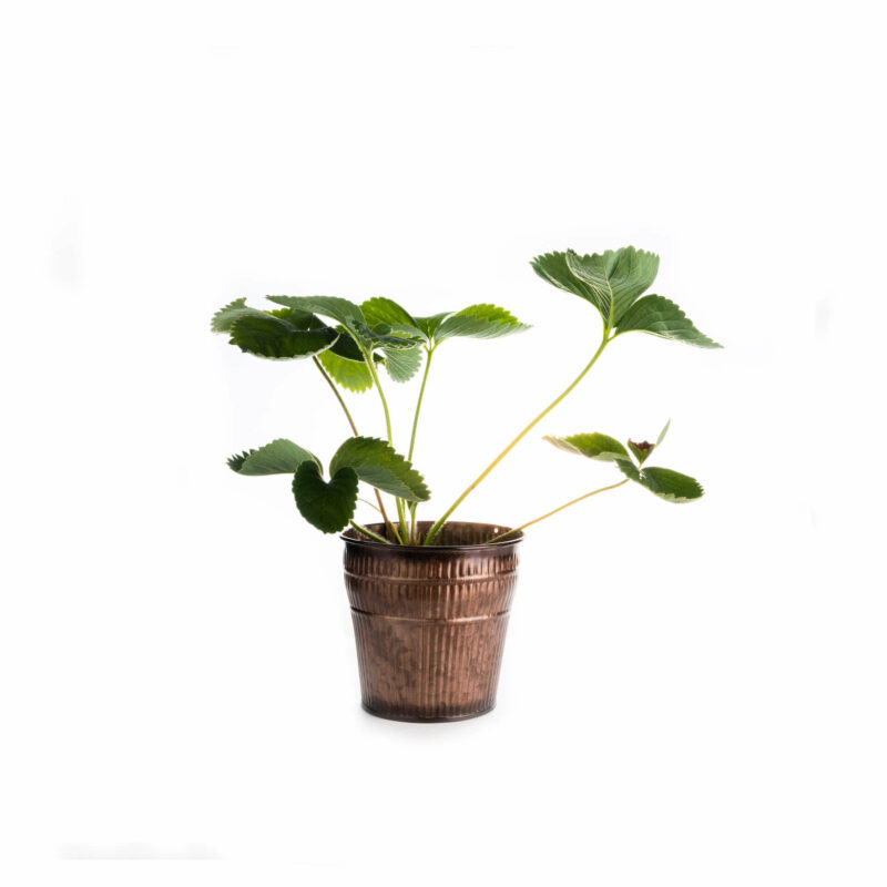 Bio-Erdbeere „Vima Zanta“ – Bild 4