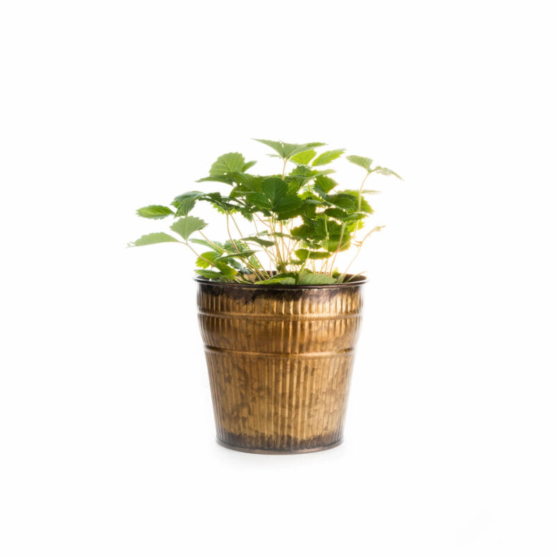 Bio-Erdbeere „Vima Zanta“ – Bild 7