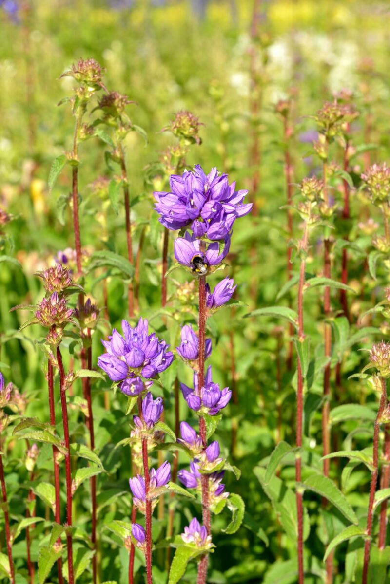 BIO Knäuel-Glockenblume (im Topf) - Campanula glomerata – Bild 2