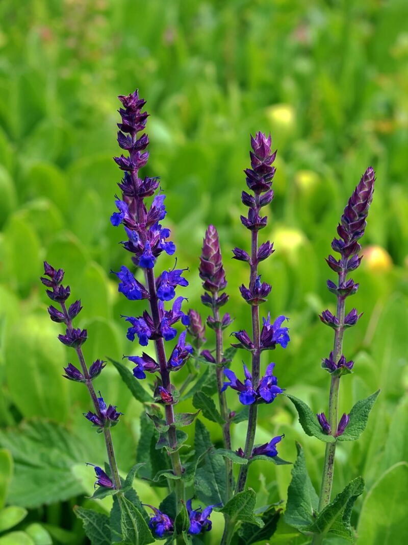 BIO Steppen-Salbei – Salvia nemorosa (im Topf) – Bild 2