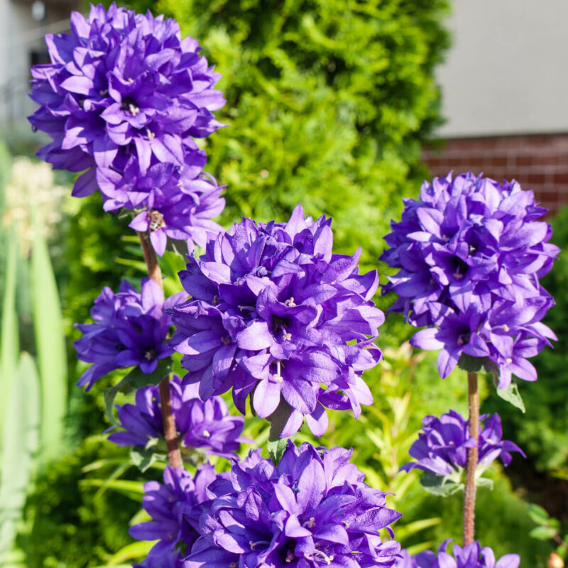 BIO Knäuel-Glockenblume (im Topf) - Campanula glomerata – Bild 3