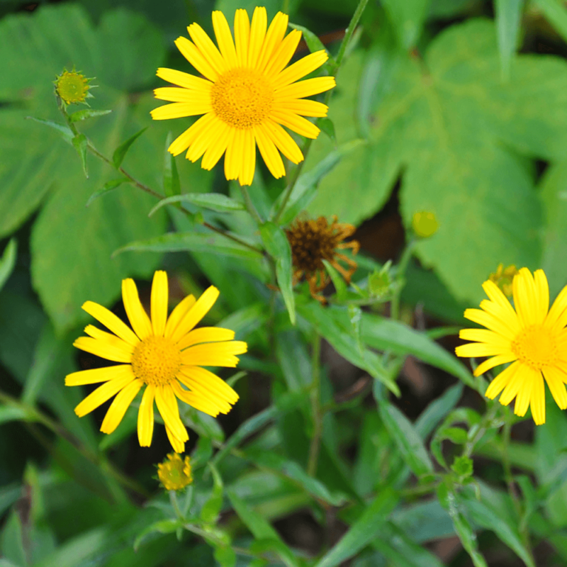 BIO Ochsenauge – Buphthalmum salicifolium (im Topf) – Bild 2