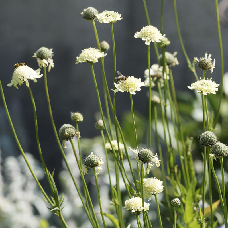 BIO Gelbe Skabiose – Scabiosa ochroleuca (im Topf)