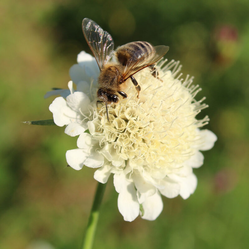 BIO Gelbe Skabiose – Scabiosa ochroleuca (im Topf) – Bild 2