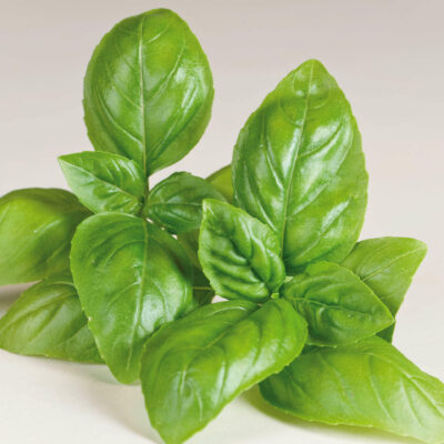 Bio-Basilikum „Genoveser“