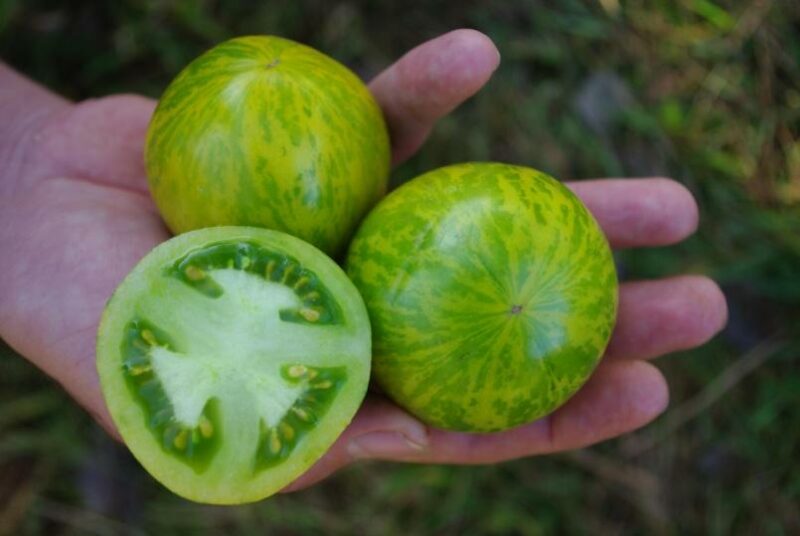 Bio-Fleischtomate „Green Zebra“ – Bild 4