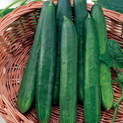 Bio-Gurke „Shintokiwa“