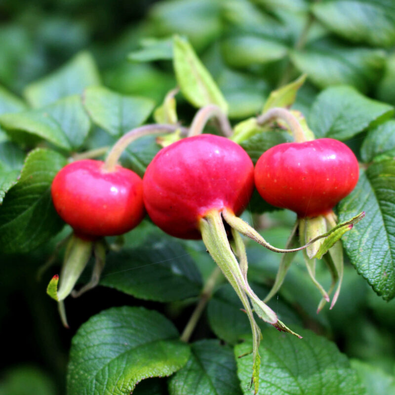 Bio-Hagebutte „Kartoffelrose“