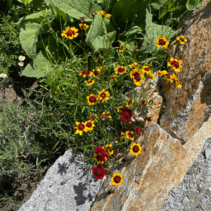 BIO Mädchenauge – Bild 3