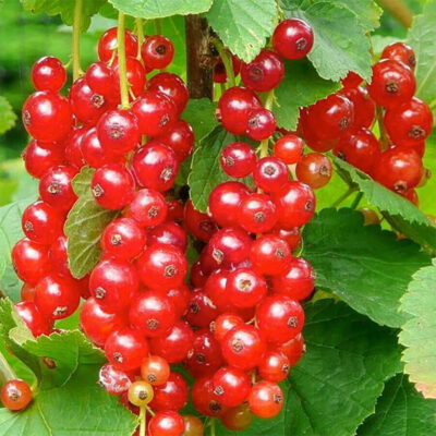 Bio-Rote Johannisbeere „Jonkheer van Tets“