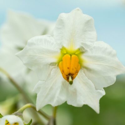 BIO Kartoffeln Heidemarie (festkochend, mittelfrüh)