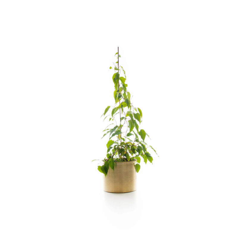 Bio-Kiwi „Issai“ – Bild 2