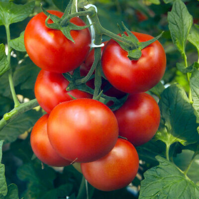 Bio-Salattomate „Kremser Perle“