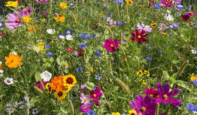 BIO Blumen- & Kräutermischung "Mama du bist die Beste" – Bild 3