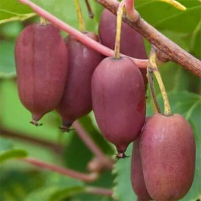 Bio-Kiwi „Red Jumbo“