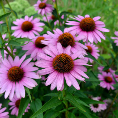BIO Roter Sonnenhut – Echinacea purpurea (im Topf)