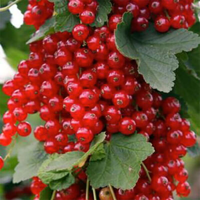Bio-Rote Johannisbeere „Rovada“