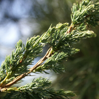 Bio-Wacholder „Hibernica“