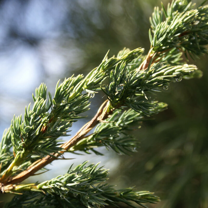 Bio-Wacholder „Hibernica“
