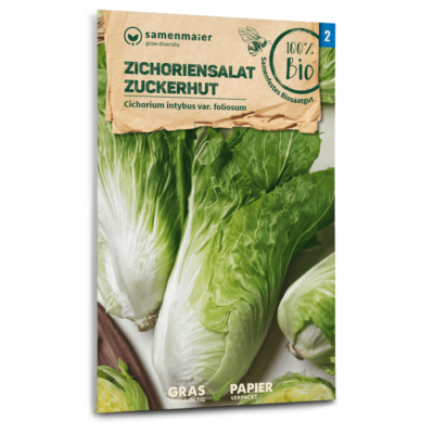 BIO Zichoriensalat Zuckerhut