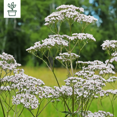 BIO Arznei Baldrian – Valeriana officinalis (im Topf)